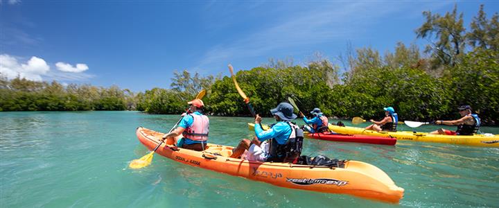 Mangrove Forest Kayak Tour